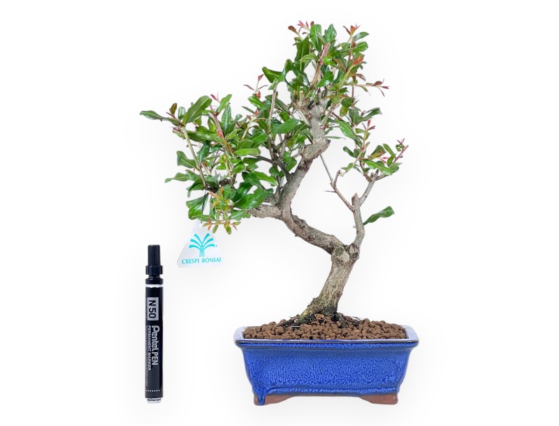 Bonsai di Melograno da 33 cm | Vaso rettangolare blu
