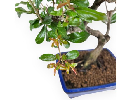 Bonsai von granatapfel von 33 cm | Rechteckig blau Topf