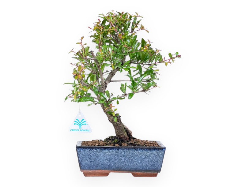 Bonsaï de grenadier de 34 cm | Pot rectangulaire bleu