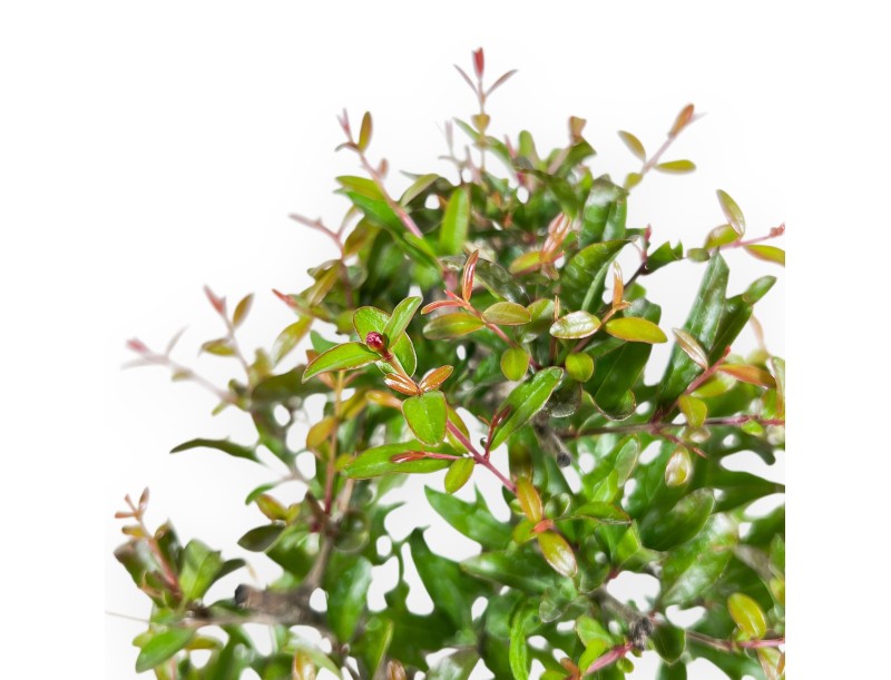 Bonsai of pomegranate of 34 cm | Rectangular blue pot