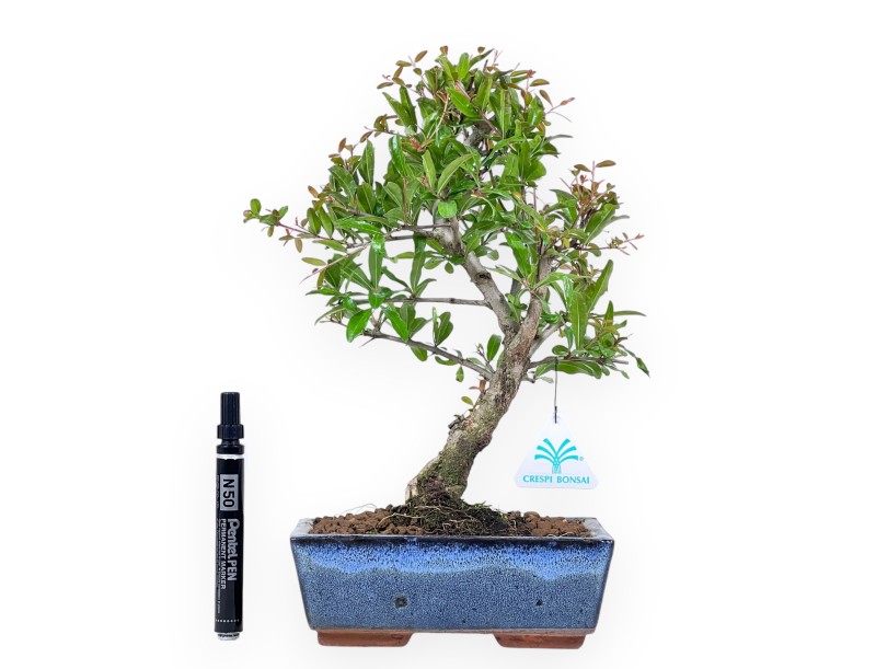 Bonsai di Melograno da 34 cm | Vaso rettangolare blu