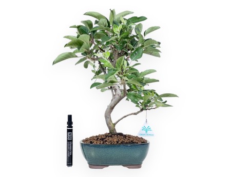 Bonsai van Appelboom van 41 cm | Ovaal groen pot