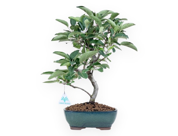 Bonsaï de pommier de 41 cm | Pot ovale vert