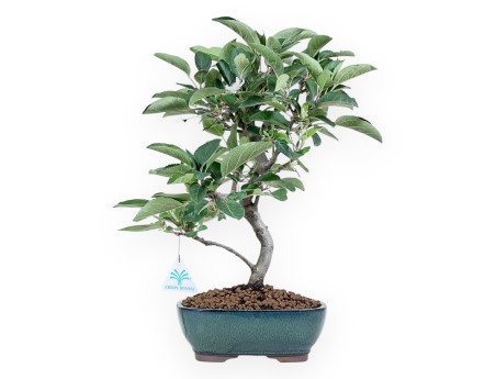 Bonsai van Appelboom van 41 cm | Ovaal groen pot