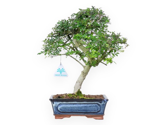 Bonsaï de frêne de 36 cm | Pot rectangulaire bleu