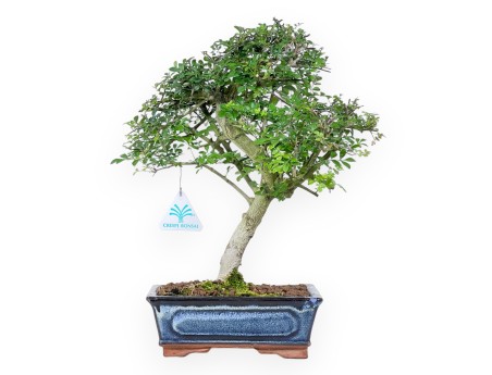 Bonsai di frassino da 36 cm | Vaso rettangolare blu