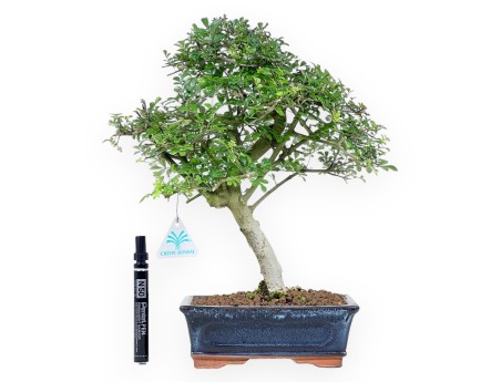 Bonsai di frassino da 36 cm | Vaso rettangolare blu