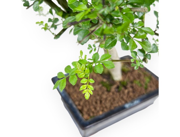 Bonsai van esboom van 36 cm | Rechthoekig blauw pot 2