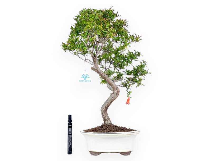 elefantenfu pflanzen Elefantenfu kaufen  pflegeleichte Beaucarnea mit Charakter   MyZimmerpflanze.de