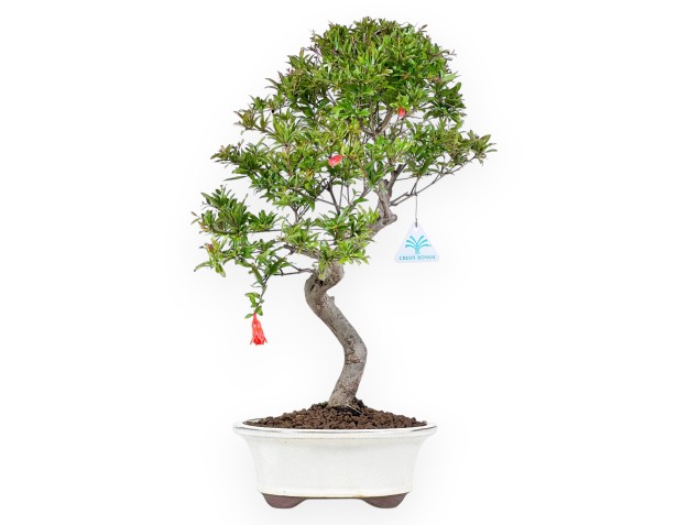 Bonsai van granaatappel van 51 cm | Ovaal crème pot