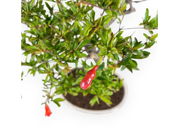 Bonsai van granaatappel van 51 cm | Ovaal crème pot 2
