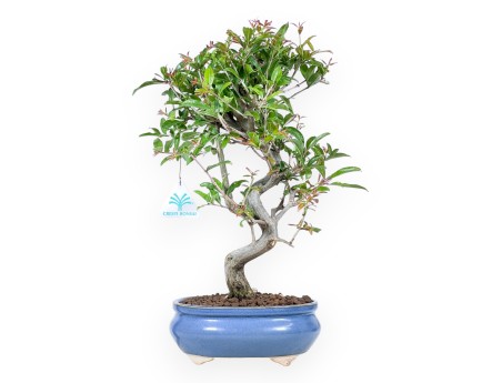Bonsaï de grenadier de 37 cm | Pot ovale bleu clair