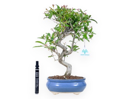 Bonsaï de grenadier de 37 cm | Pot ovale bleu clair