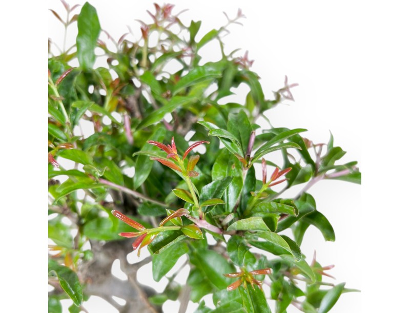Bonsaï de grenadier de 37 cm | Pot ovale bleu clair