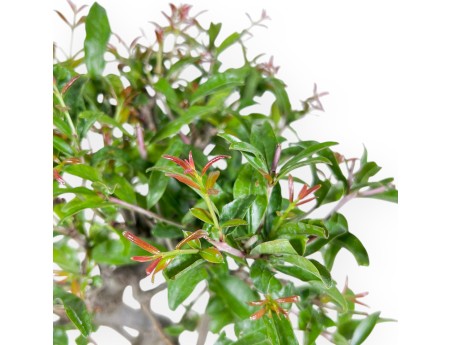 Bonsai von granatapfel von 37 cm | Oval hell blau Topf