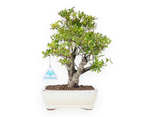 Bonsaï de grenadier de 29 cm | Pot rectangulaire crème