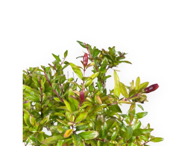 Bonsaï de grenadier de 29 cm | Pot rectangulaire crème 2