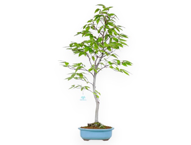 Bonsai di faggio da 77 cm | Vaso ovale turchese