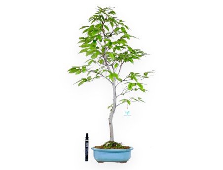 Bonsai von buche von 77 cm | Oval türkis Topf