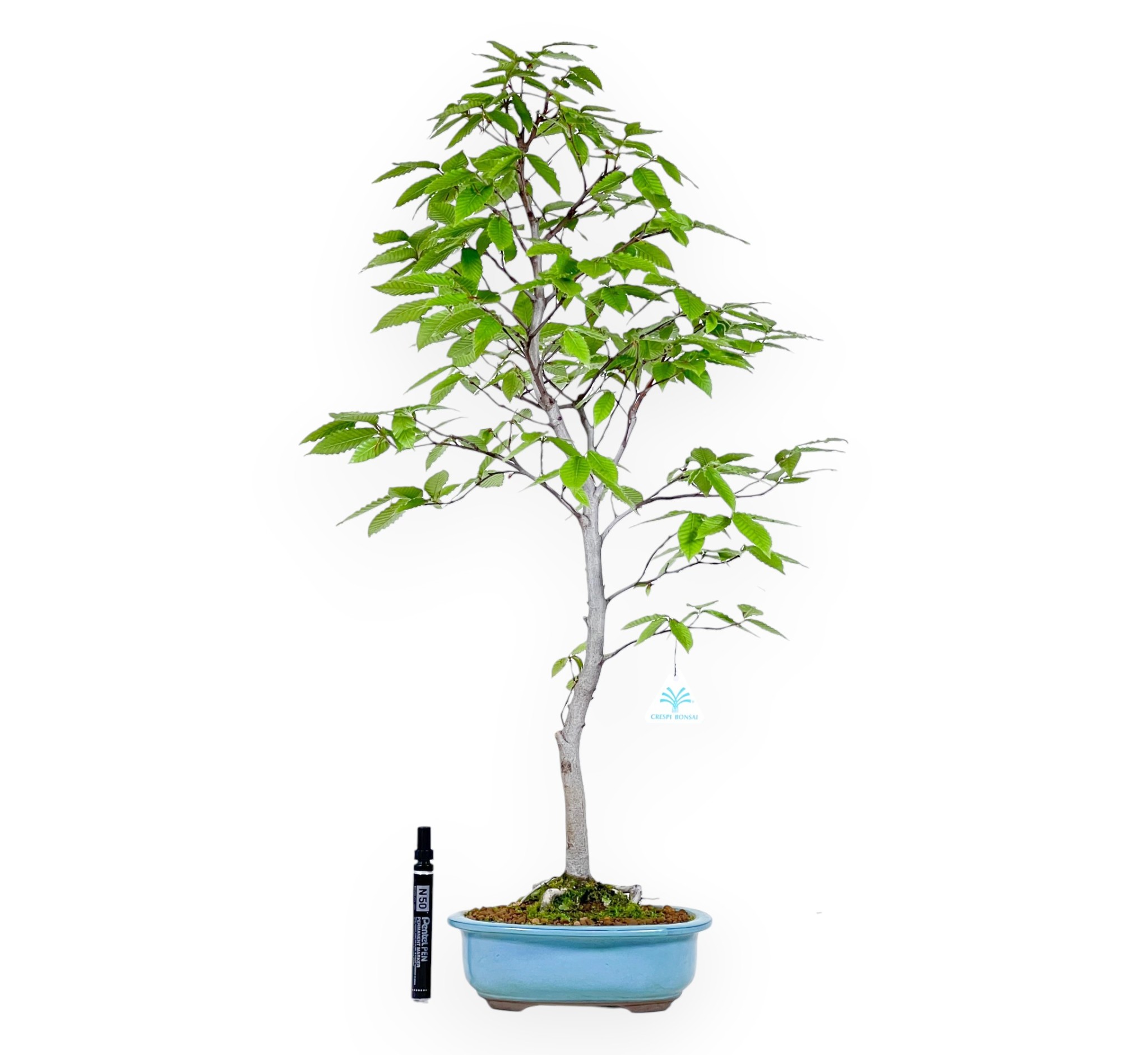 bonsai trnken For Sale in Canada Fukien Tea Bonsai from Zen Garden Bonsai  Zen Garden  and Bonsai