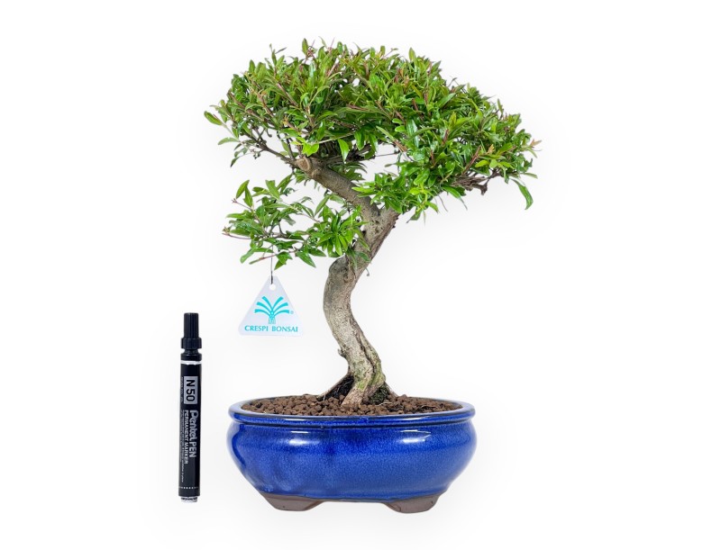 Bonsaï de grenadier de 34 cm | Pot ovale bleu