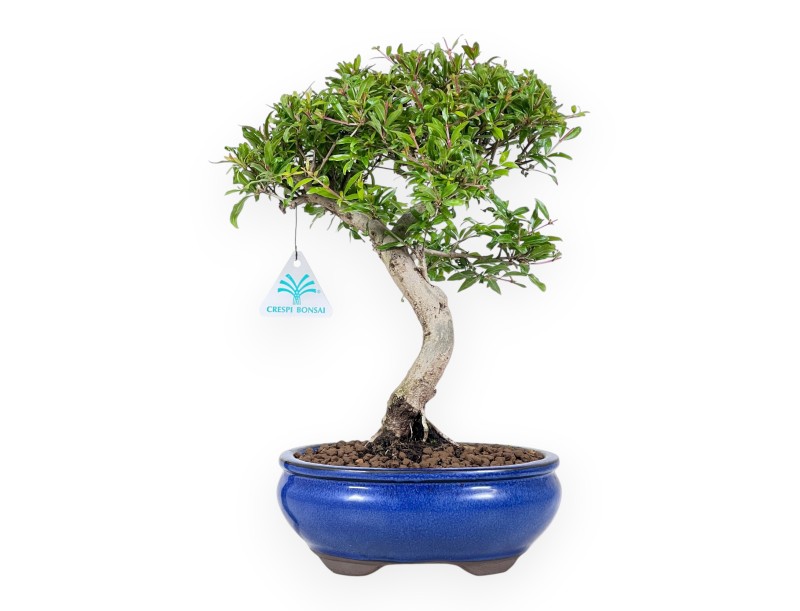 Bonsai van granaatappel van 34 cm | Ovaal blauw pot
