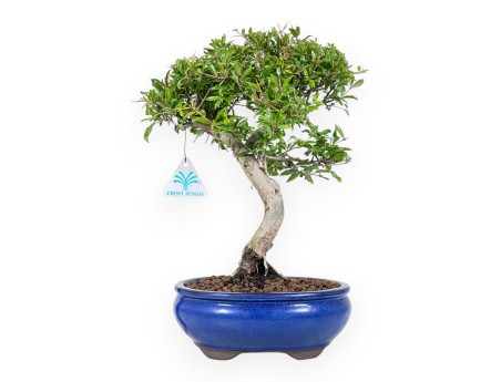Bonsai di Melograno da 34 cm | Vaso ovale blu