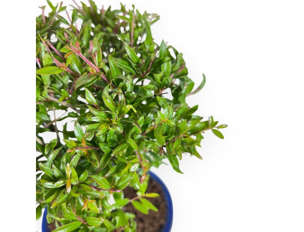 Bonsai di Melograno da 34 cm | Vaso ovale blu 2
