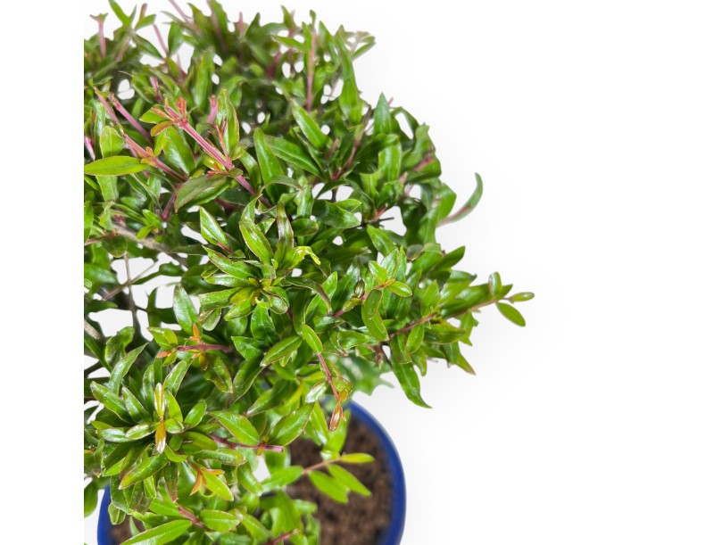 Bonsai di Melograno da 34 cm | Vaso ovale blu
