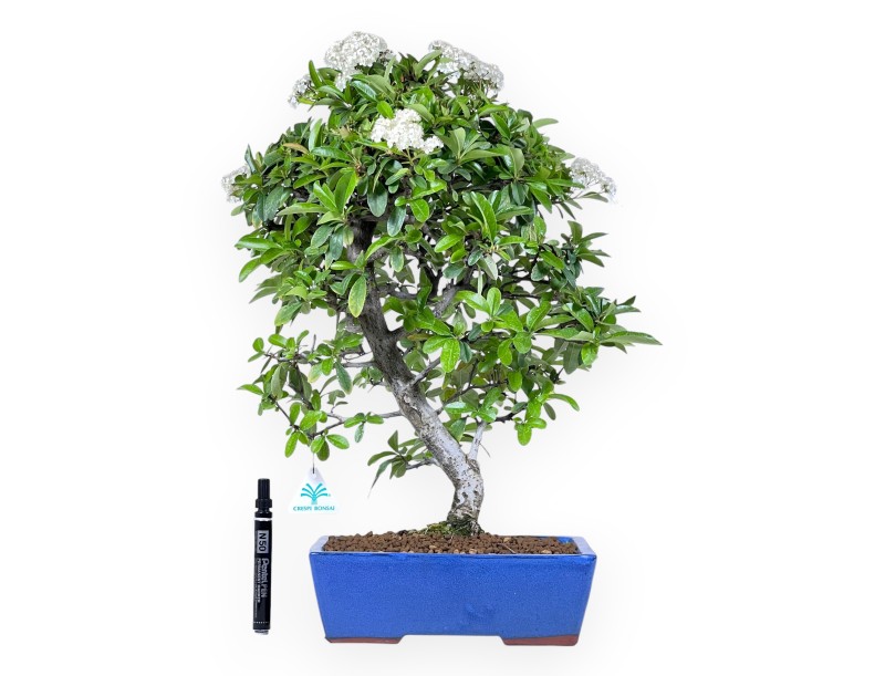 Bonsai di Pyracantha da 53 cm | Vaso rettangolare blu