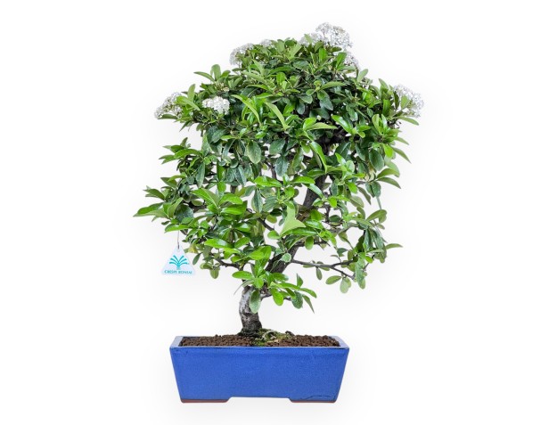 Bonsai di Pyracantha da 53 cm | Vaso rettangolare blu