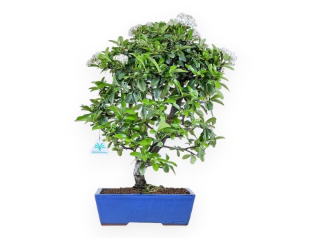 Bonsai di Pyracantha da 53 cm | Vaso rettangolare blu