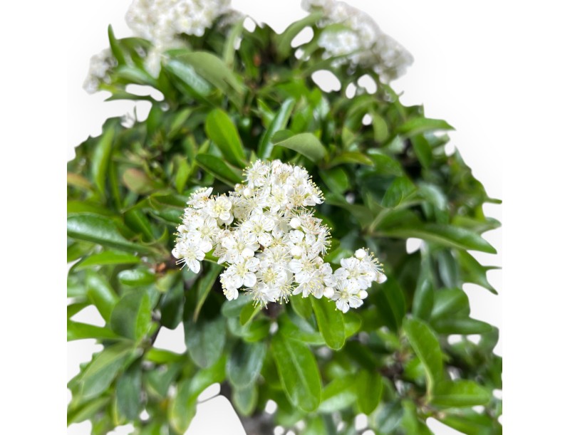 Bonsai di Pyracantha da 53 cm | Vaso rettangolare blu