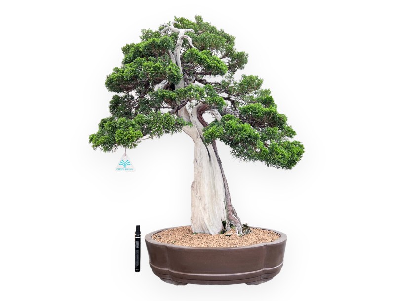 Bonsái de enebro de 77 cm | Maceta nube de gres