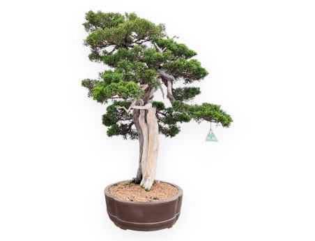 Bonsái de enebro de 77 cm | Maceta nube de gres
