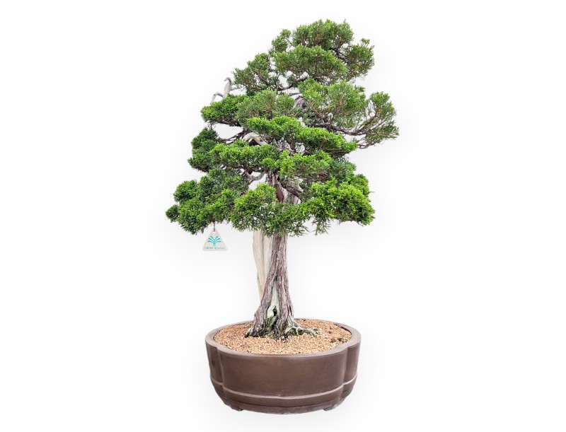 Bonsái de enebro de 77 cm | Maceta nube de gres