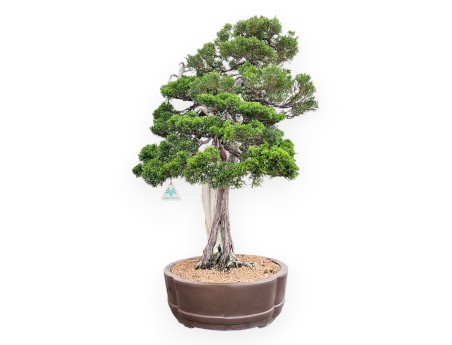 Bonsai van Juniperus van 77 cm| Wolk ongeglazuurde pot