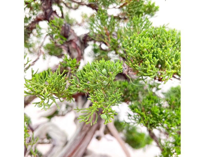 Bonsai van Juniperus van 77 cm| Wolk ongeglazuurde pot