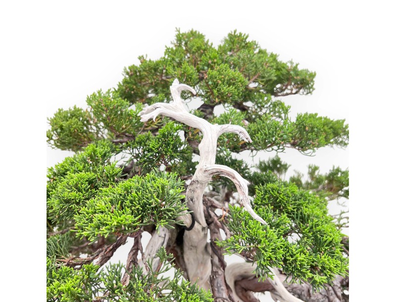 Bonsai von Wacholder von 77 cm | Wolke Steingut Topf