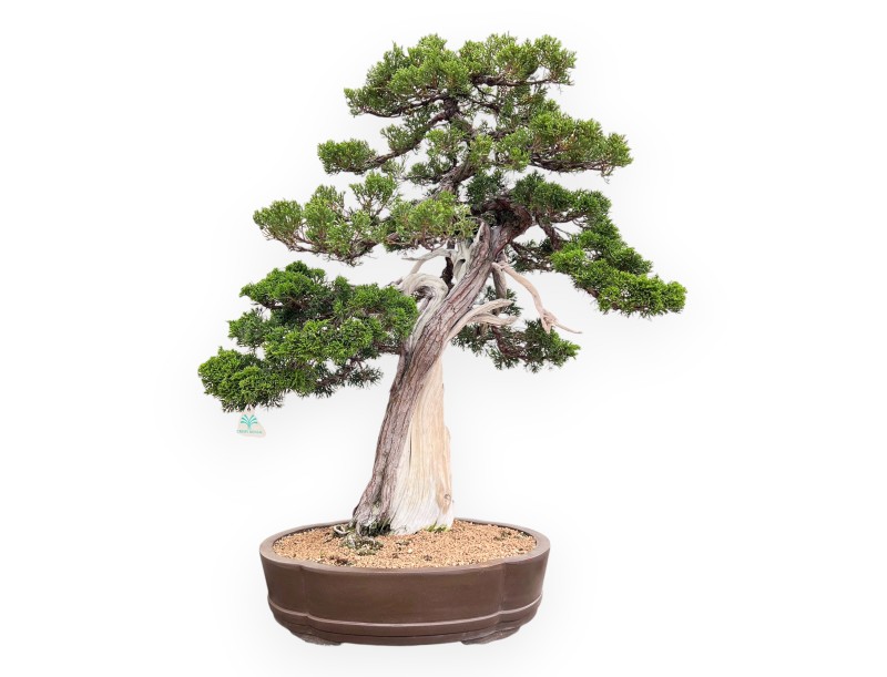 Bonsai van Juniperus van 77 cm| Wolk ongeglazuurde pot