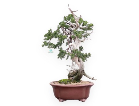 Bonsaï de genévrier de 72 cm | Pot à nuage en grès