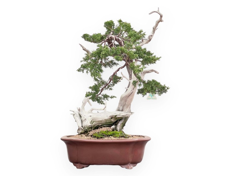 Bonsai di ginepro da 72 cm | Vaso a nuvola grès
