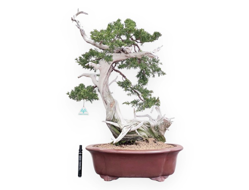 Bonsai di ginepro da 72 cm | Vaso a nuvola grès
