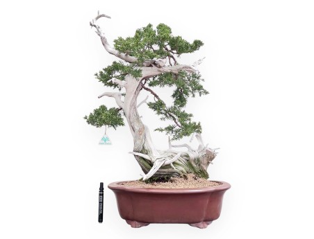 Bonsai di ginepro da 72 cm | Vaso a nuvola grès