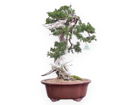 Bonsai di ginepro da 72 cm | Vaso a nuvola grès