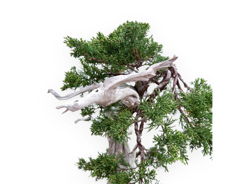 Bonsai von Wacholder von 72 cm | Wolke Steingut Topf