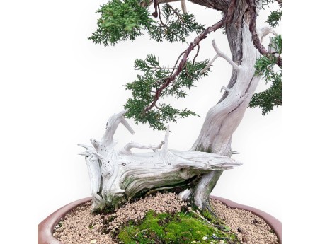 Bonsai von Wacholder von 72 cm | Wolke Steingut Topf