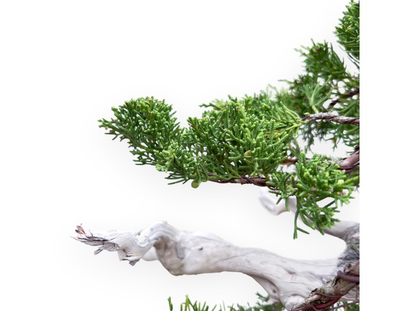 Bonsai von Wacholder von 72 cm | Wolke Steingut Topf
