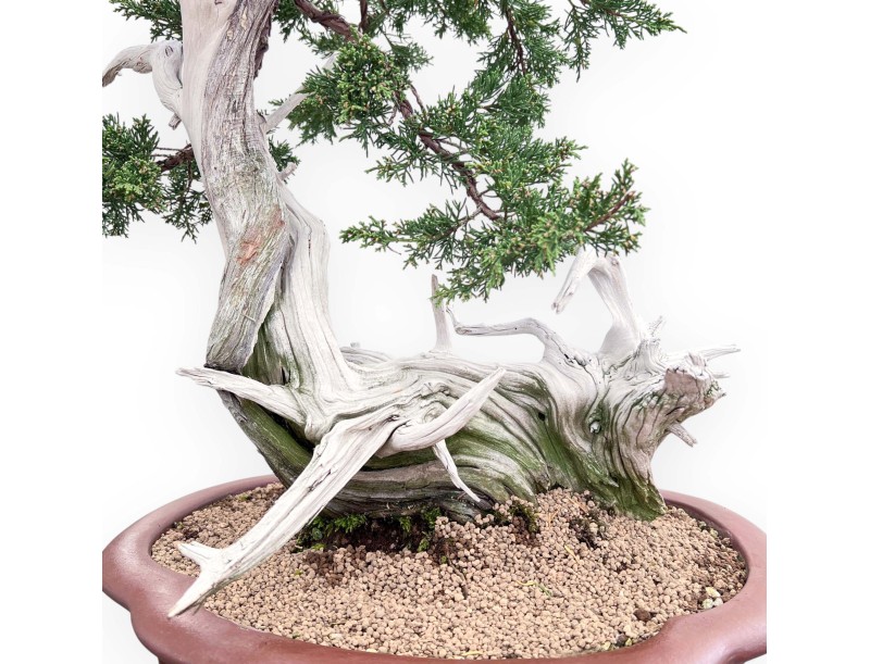 Bonsai van Juniperus van 72 cm| Wolk ongeglazuurde pot