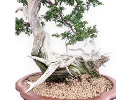 Bonsai van Juniperus van 72 cm| Wolk ongeglazuurde pot